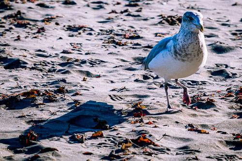 Rockport, MA - Dec 2024